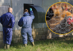 Na Gorenjskem potrdili nov primer ptičje gripe