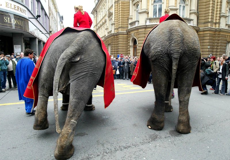 Ob 450-letnici Hotela Slon je šla leta 2006 skozi Ljubljano parada cirkuških slonov.