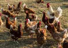 Panika med pridelovalci mesa na Gorenjskem: pobili več kot tisoč kokoši
