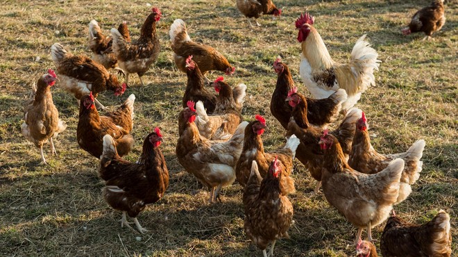 Panika med pridelovalci mesa na Gorenjskem: pobili več kot tisoč kokoši (foto: Profimedia)