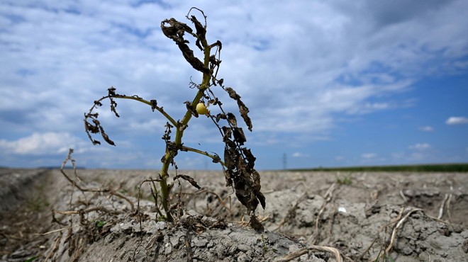Kakšno pomoč je Golobova vlada namenila slovenskim kmetom zaradi lanske katastrofalne suše? (foto: Profimedia)