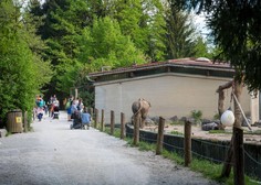 Ali veste, katera žival ima za ZOO Ljubljana in za številne otroke prav posebno mesto? (zanjo so plačali pravo bogastvo)