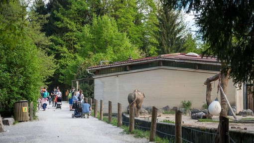 Ali veste, katera žival ima za ZOO Ljubljana in za številne otroke prav posebno mesto? (zanjo so plačali pravo bogastvo)