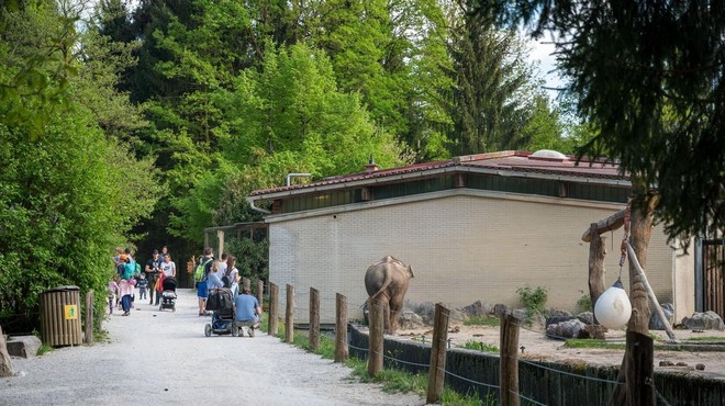 Ali veste, katera žival ima za ZOO Ljubljana in za številne otroke prav posebno mesto? (zanjo so plačali pravo bogastvo) (foto: Profimedia)