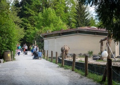 Ali veste, katera žival ima za ZOO Ljubljana in za številne otroke prav posebno mesto? (zanjo so plačali pravo bogastvo)