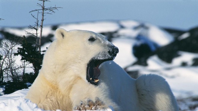 Zveri, ki bi se jih morali bati? Fotograf živel s polarnimi medvedi in ugotovil nekaj presenetljivega (FOTO) (foto: Profimedia)