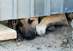 Psi, ki životarijo na verigah: jih je po novem zakonu kaj manj?