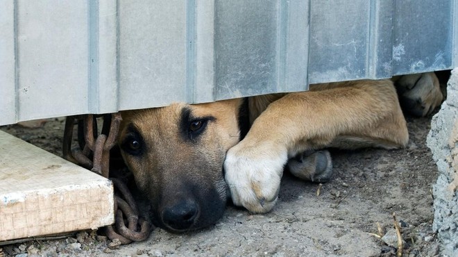 Psi, ki životarijo na verigah: jih je po novem zakonu kaj manj? (foto: Profimedia)