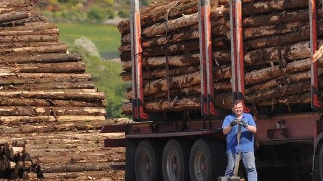 Prizor, ki ga gozdna delavca ne bosta pozabila (FOTO) (foto: Profimedia)