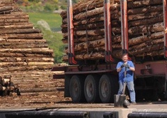 Prizor, ki ga gozdna delavca ne bosta pozabila (FOTO)