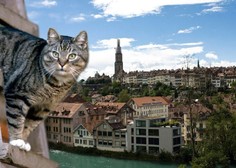 Je švicarski Bern mačkam najbolj prijazno mesto? TO morate videti!