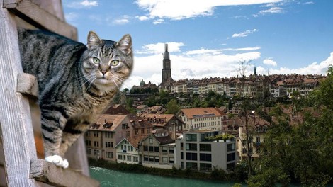 Je švicarski Bern mačkam najbolj prijazno mesto? TO morate videti!