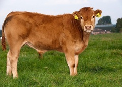 Z Goričkega na Madžarsko in proti Avstriji: pobegli bik postal prava spletna senzacija, poglejte, kaj mu želijo ljudje