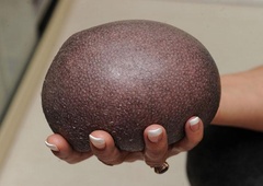 Kaj takšnega! Misterij, ki je presenetil številne: bi vi prepoznali žival na fotografiji?