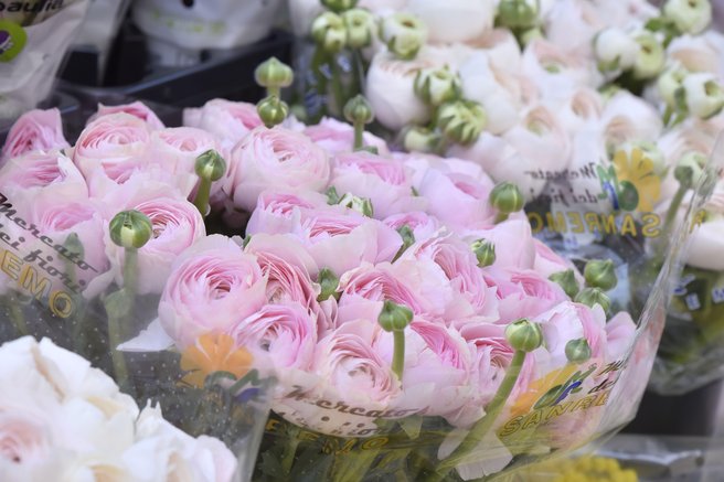 Imate radi rezano cvetje in šopke? Potem je treba vedeti, kako podaljšati svežino rož: ti triki so preprosti, a učinkoviti