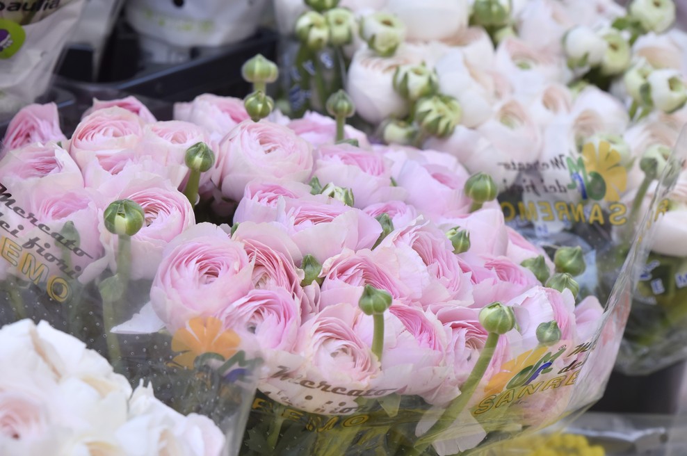 Imate radi rezano cvetje in šopke? Potem je treba vedeti, kako podaljšati svežino rož: ti triki so preprosti, a učinkoviti (foto: Žiga Živulović jr. /Bobo)