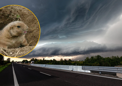  Je svizec Phil z napovedjo o trajanju zime udaril mimo? Vreme nas bo že kmalu spet presenetilo