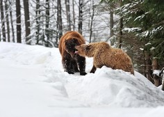 Čudoviti prizori iz Kočevskega gozda: med igro posneli medvedko z mladičkom, volka in risa (poglejte, kaj so počeli)