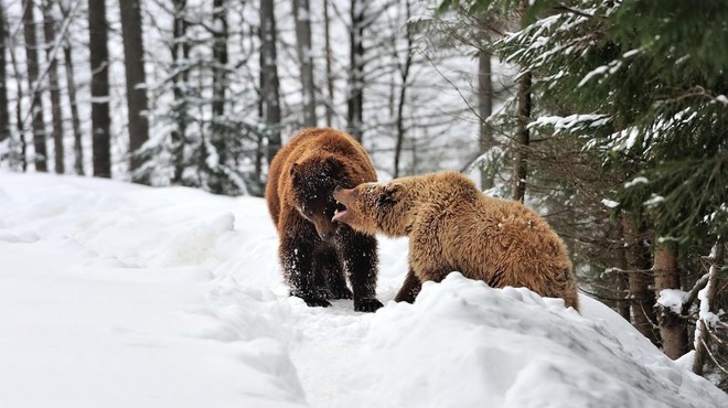 Čudoviti prizori iz Kočevskega gozda: med igro posneli medvedko z mladičkom, volka in risa (poglejte, kaj so počeli) (foto: Profimedia)