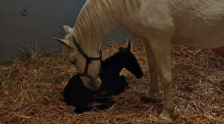 Razlog za veselje: v Kobilarni Lipica se je skotila žrebička (foto: Facebook/Kobilarna Lipica - Lipica Stud Farm)
