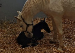 Razlog za veselje: v Kobilarni Lipica se je skotila žrebička