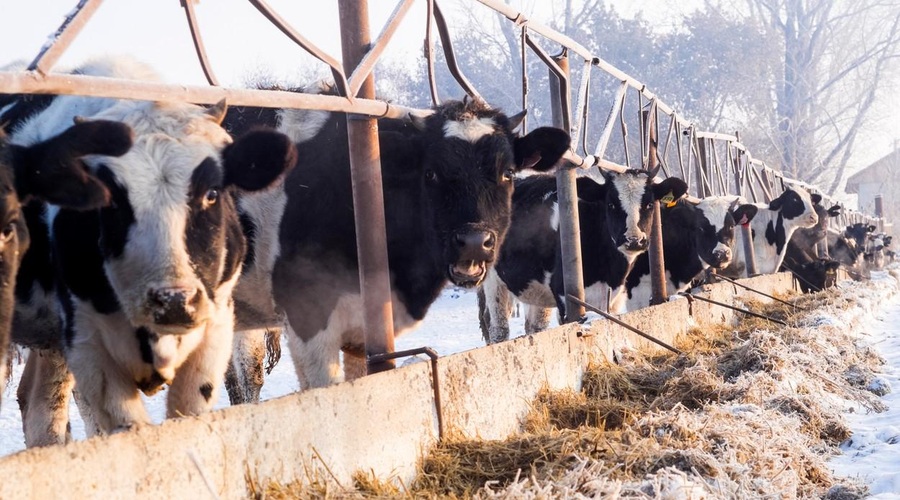 Se živalim v Sloveniji končno obetajo lepši časi? To je zagotovila Urška Klakočar Zupančič (foto: Profimedia)