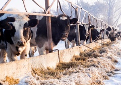 Se živalim v Sloveniji končno obetajo lepši časi? To je zagotovila Urška Klakočar Zupančič