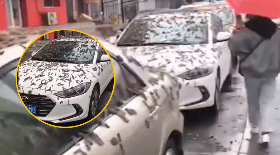 Bizarno dogajanje: iskali zatočišče, med tem pa so z neba deževali črvi (VIDEO) (foto: Twitter/Raja Barman/posnetek zaslona/fotomontaža)