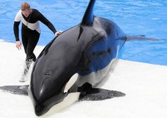 Poginila je Kiska, najbolj osamljena orka na svetu (pozor, srce parajoč video)
