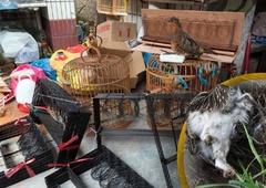 Nesprejemljivo: Koprčan lovil in v kletkah zadrževal zaščitene živali (za hrano petičnim italijanskim gostom?)