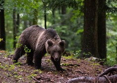 Smrt italijanskega tekača: medvedka je bila potomka slovenskih medvedov