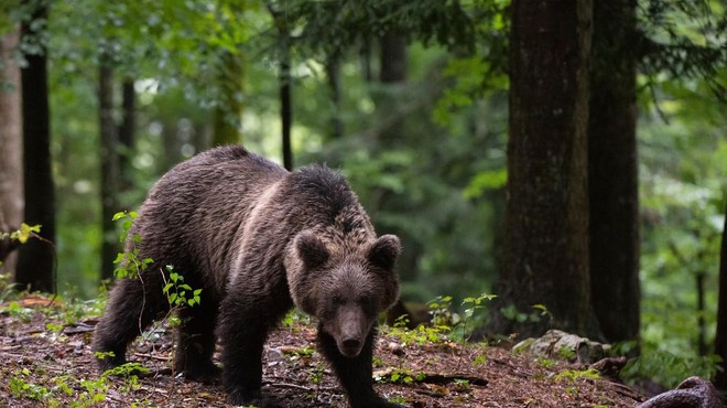 Slovenskemu medvedu v Italiji grozi žalosten konec (je mogoče, da je razlog takšen?) (foto: Profimedia)
