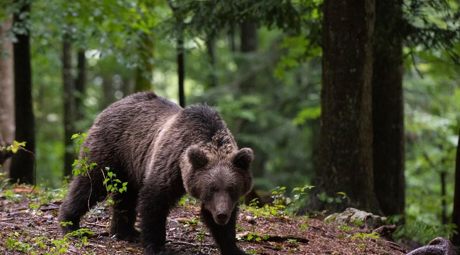 Slovenskemu medvedu v Italiji grozi žalosten konec (je mogoče, da je razlog takšen?) (foto: Profimedia)