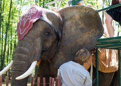 Hude travme in stiske: fotografija razkriva vso bedo slonov, ki na hrbtih prevažajo turiste