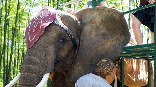 Hude travme in stiske: fotografija razkriva vso bedo slonov, ki na hrbtih prevažajo turiste (foto: Profimedia)