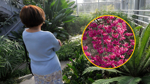 Darilo iz Japonske: obiskovalce ljubljanskega botaničnega vrta pričakal čudovit prizor (FOTO)