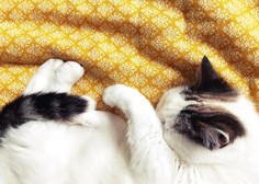 Si tudi vaša mačka med spanjem s tačko pokriva obraz? Poglejte, kaj to pomeni