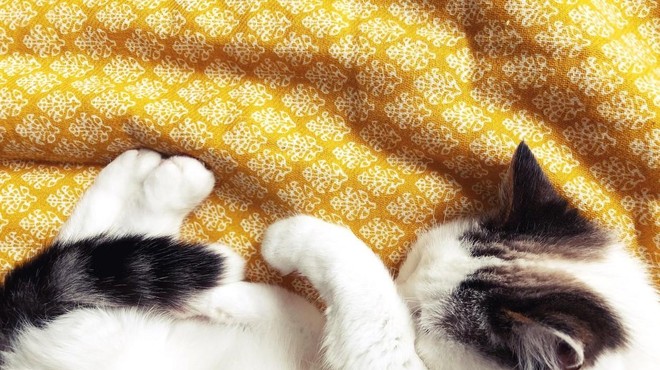 Si tudi vaša mačka med spanjem s tačko pokriva obraz? Poglejte, kaj to pomeni (foto: Profimedia)