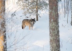 Žalostno: legendarni volk Slavc očitno ni preživel zime (poglejte, kaj se je zgodilo)