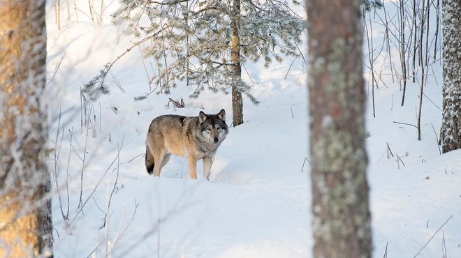 Žalostno: legendarni volk Slavc očitno ni preživel zime (poglejte, kaj se je zgodilo) (foto: Profimedia)