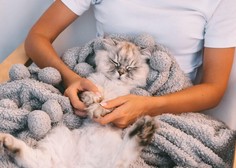 4 razlogi, zakaj mačka leži na vašem prsnem košu