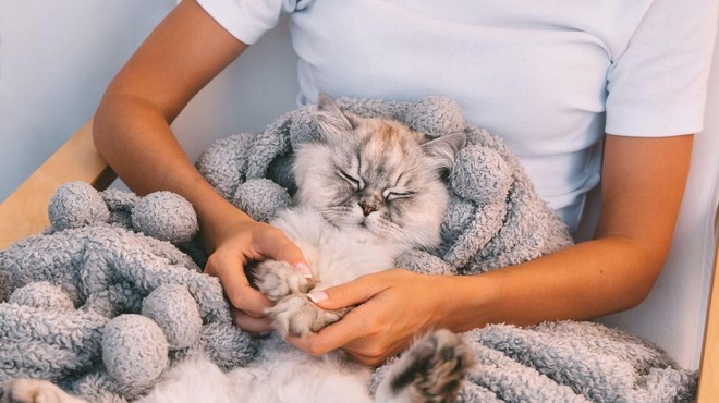 4 razlogi, zakaj mačka leži na vašem prsnem košu (foto: Profimedia)