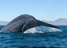 V bližini Pise se pripravljajo na velik projekt – je to zadnji sinji kit, ki je plaval v Sredozemlju?