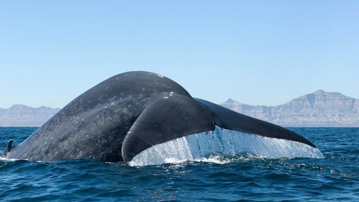 V bližini Pise se pripravljajo na velik projekt – je to zadnji sinji kit, ki je plaval v Sredozemlju?