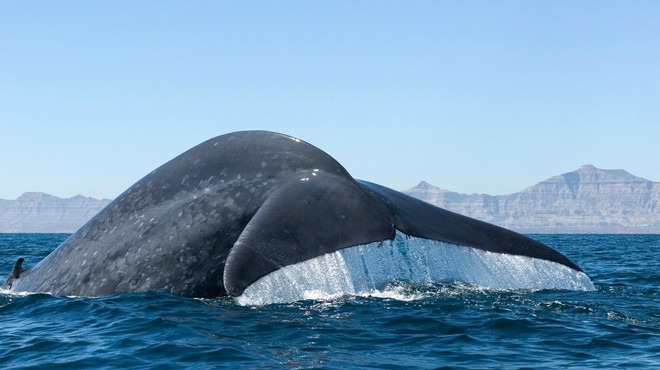V bližini Pise se pripravljajo na velik projekt – je to zadnji sinji kit, ki je plaval v Sredozemlju? (foto: Profimedia)
