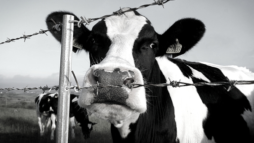 Številne težave za odvzeto govedo, ki se je vrnilo na kmetijo: eno kravo so morali usmrtiti