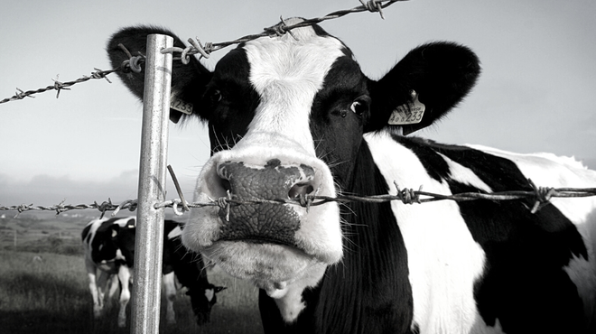 Številne težave za odvzeto govedo, ki se je vrnilo na kmetijo: eno kravo so morali usmrtiti (foto: Profimedia)