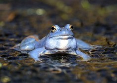 8 zanimivih dejstev, ki jih o žabah še niste vedeli