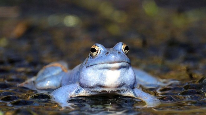 8 zanimivih dejstev, ki jih o žabah še niste vedeli (foto: Profimedia)