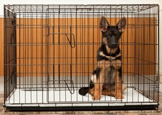 Hišni boks – za lastnike priročna, za psa pa zelo neprimerna rešitev?